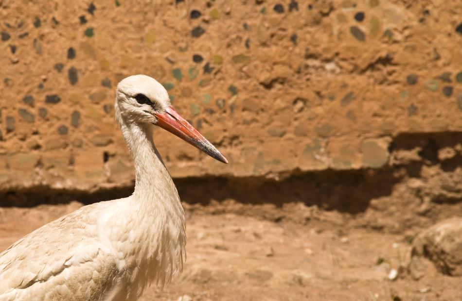 closeup of a white stork