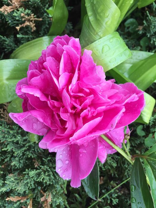 Peony Flower Pink
