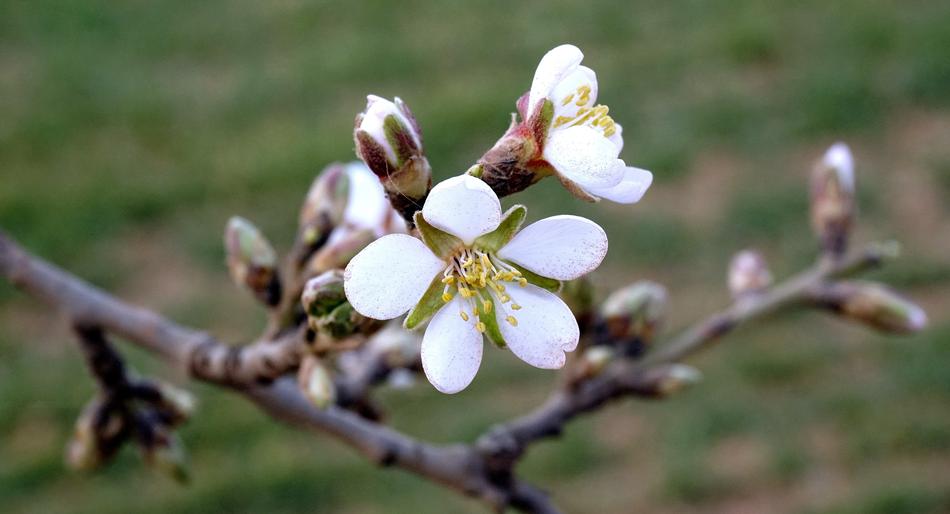little spring flowers on a branch