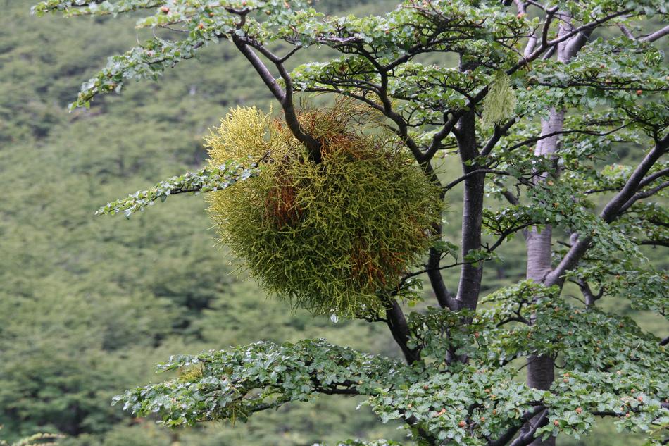 Mistletoe Lichen