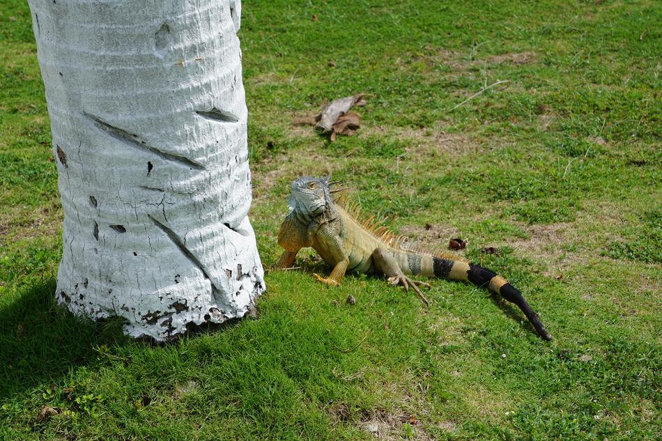large iguana in the field