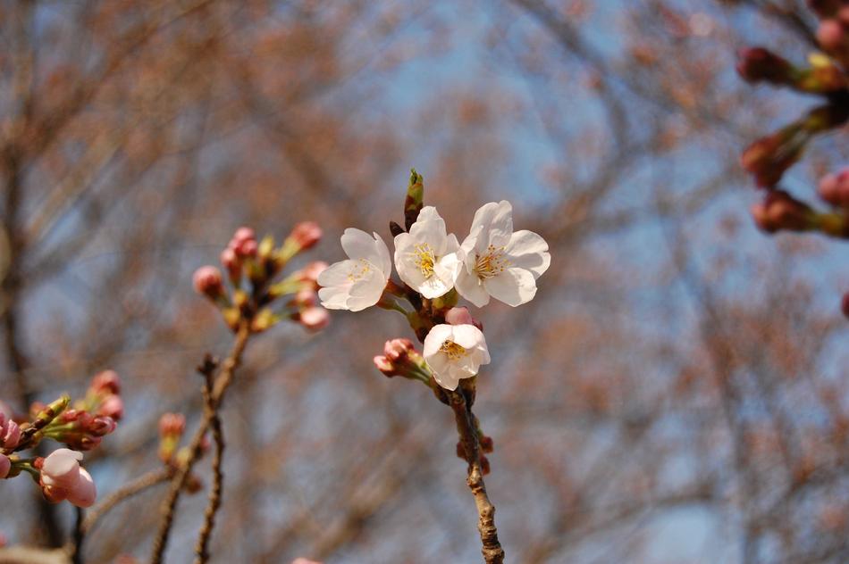 Cherry Blossoms Blue Sky Sunny
