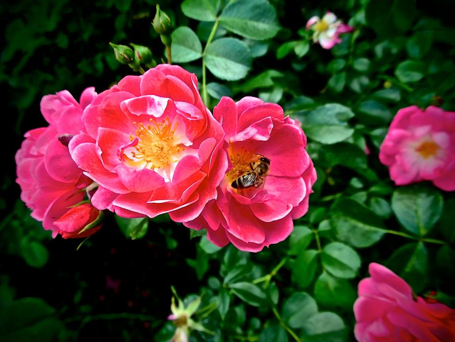 Roses Pink Blossom