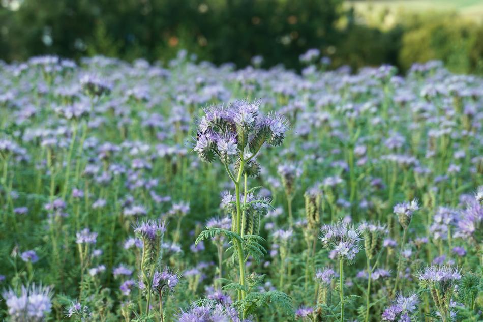 Flower Meadow Blossom