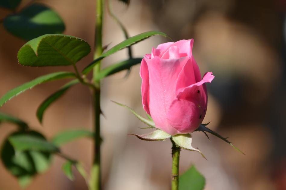 Pink Rose Bud at blur brown background