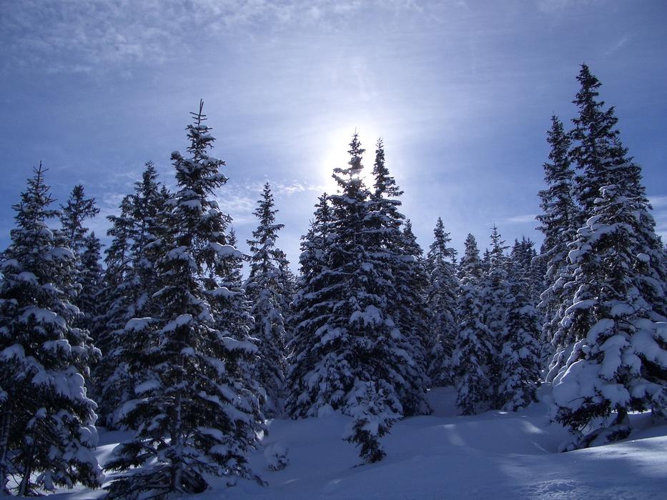 Winter Trees Nature