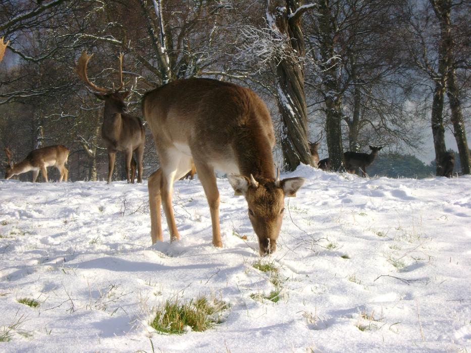 Deer group feeding on Snow