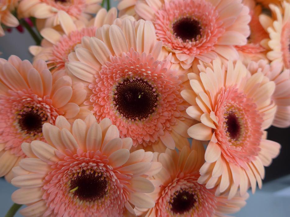 Gerbera Flower Florist