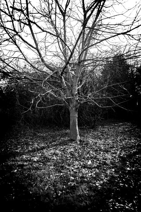 Winter Tree Aesthetic