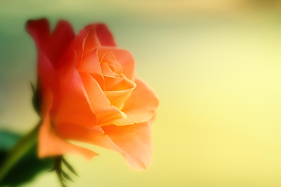 Rose Flower Orange