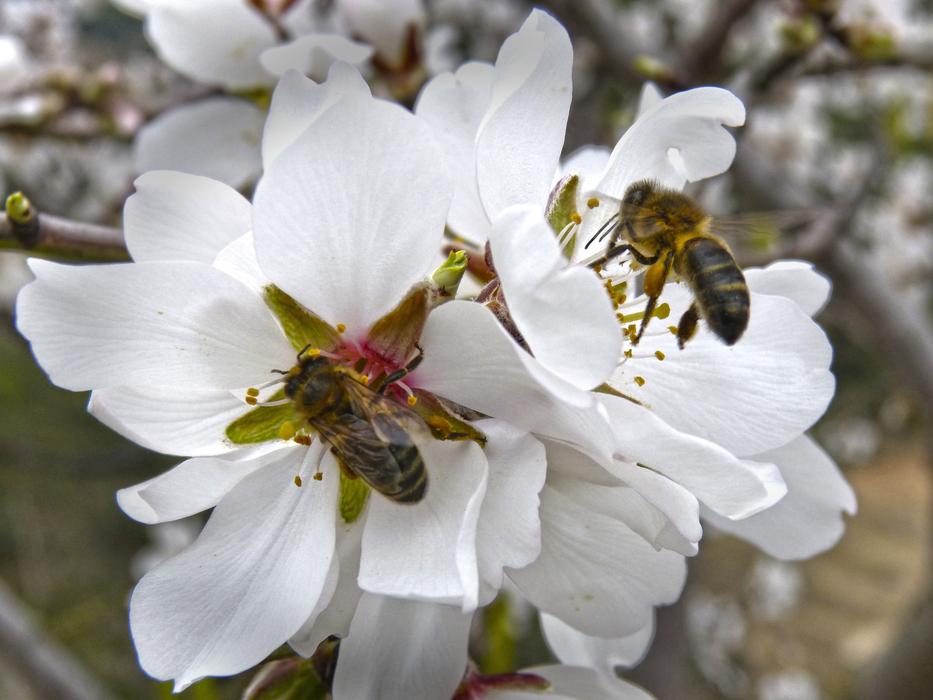Bees on Almond flowers, macro