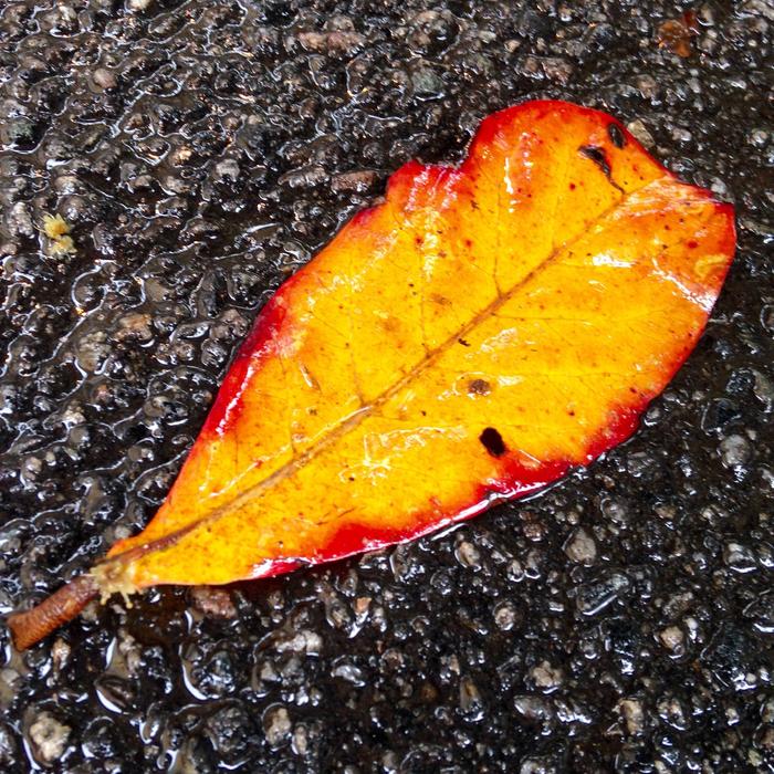 yellow fallen Leaf on wet dark ground