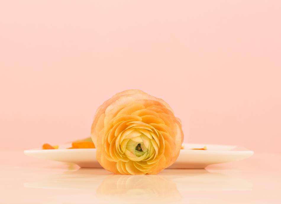 Ranunculus Still Life Blossom