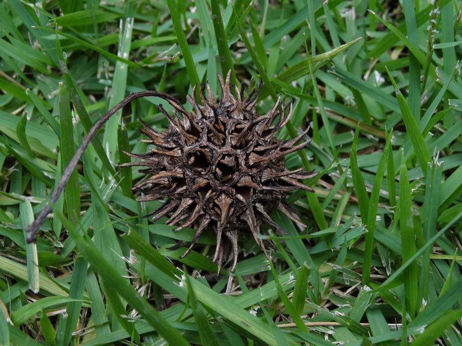 prickly cone in the green grass