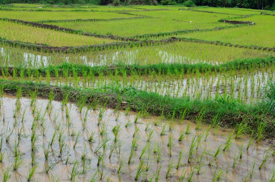 Rice Terrace