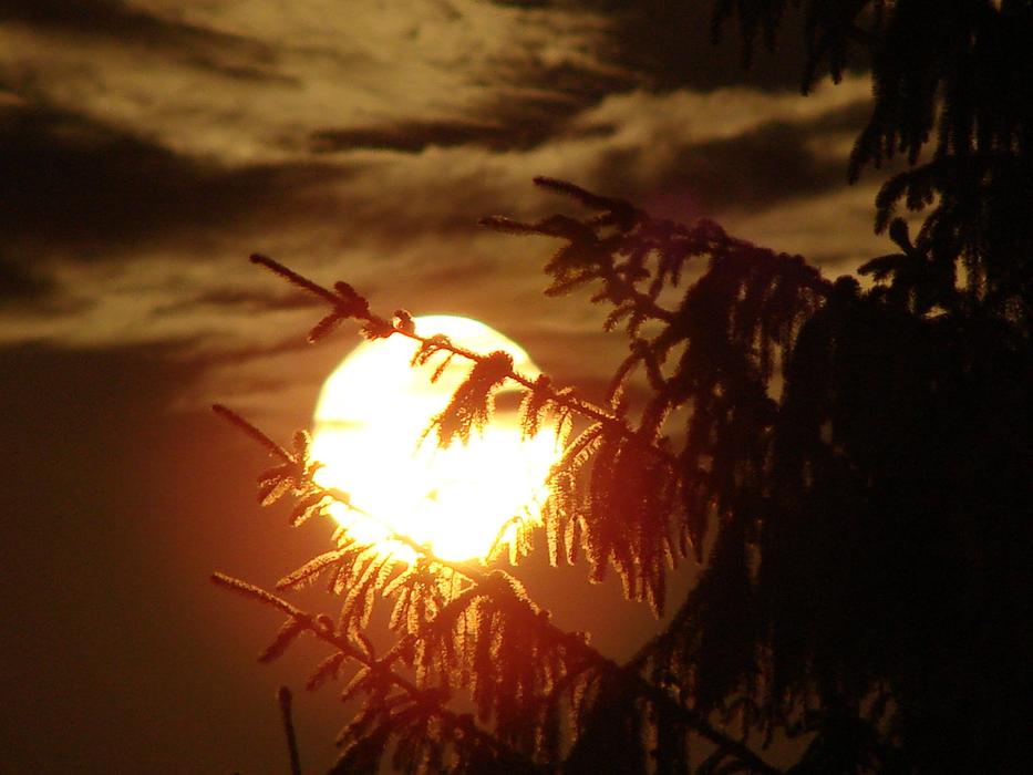 bright full Moon behind Trees