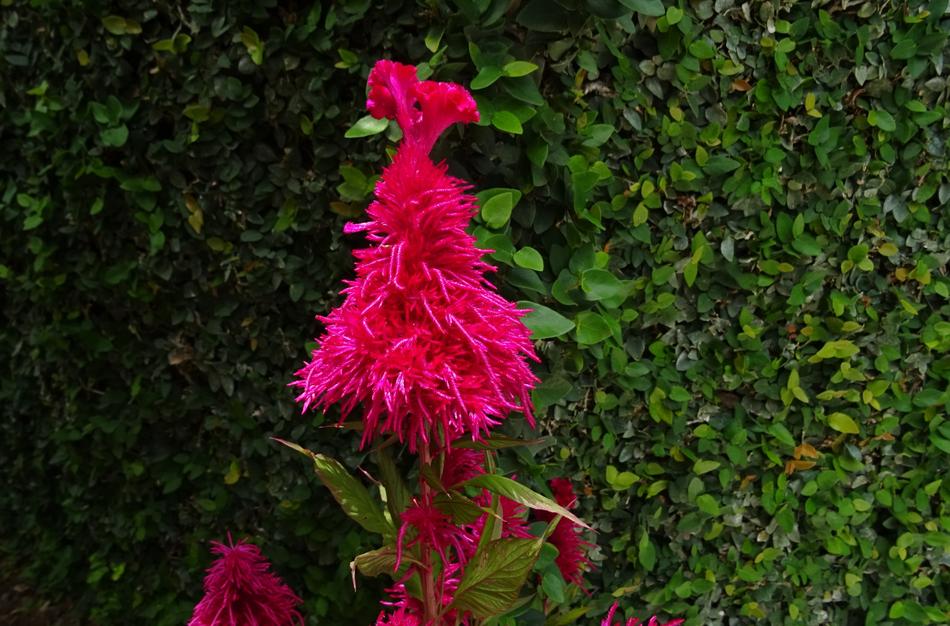 Cockscomb Flower Flora