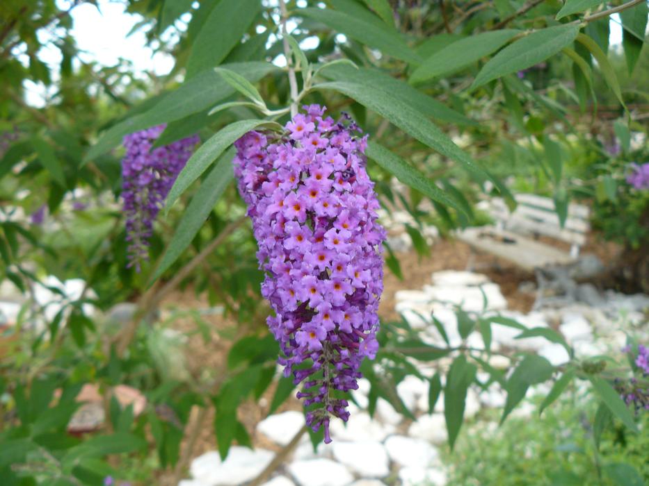 Purple Garden Spring
