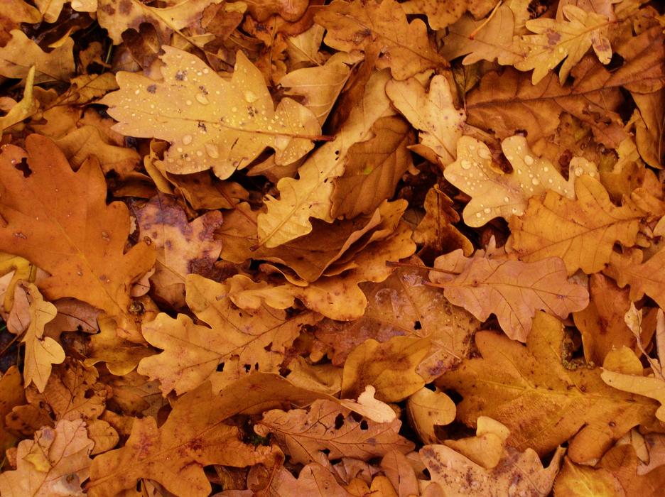 dry autumn leaves in the forest