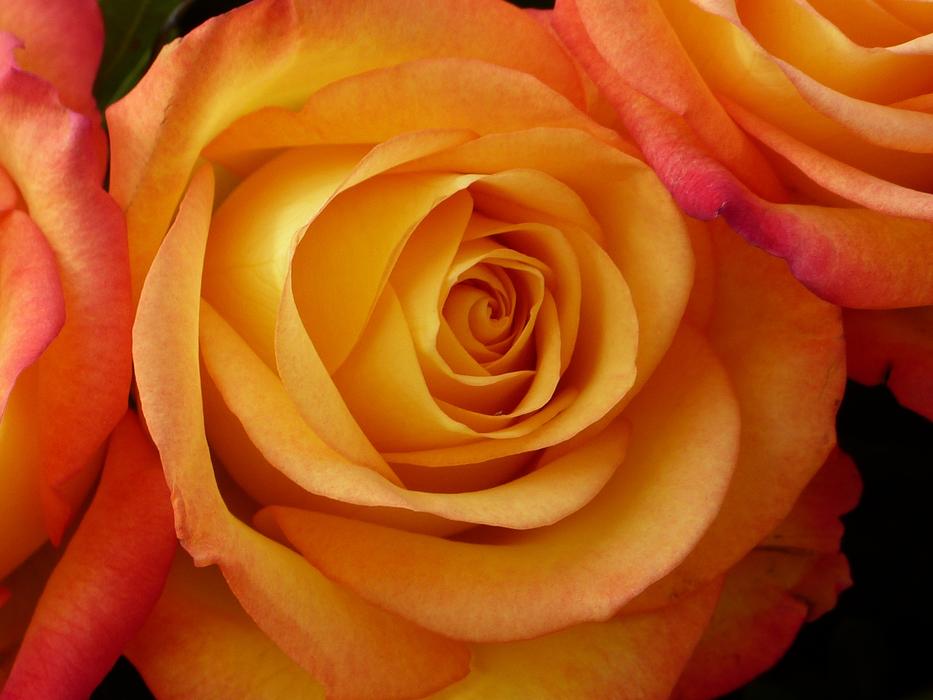 Rose Blossom Bloom