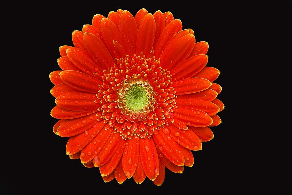 Gerbera Flower Color