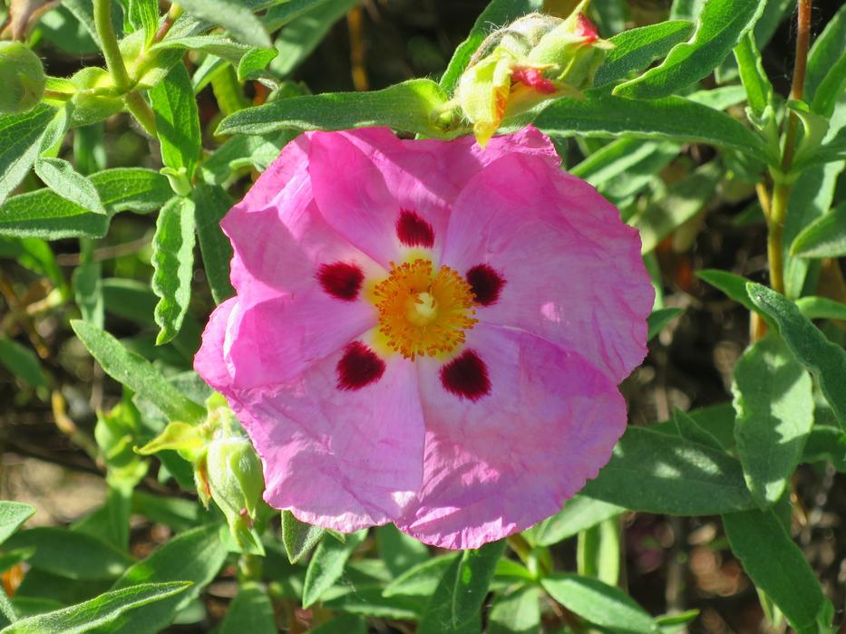 Macro Flower Pink
