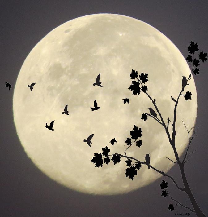 Midnight, bats in Flight at full moon
