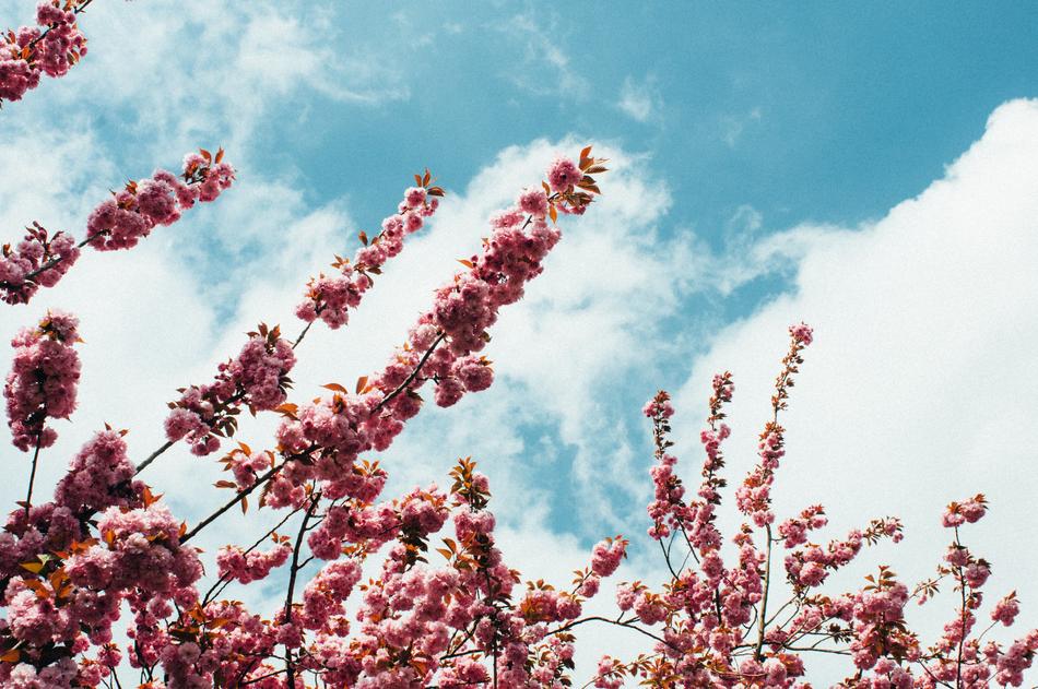 Blossom Sky Spring
