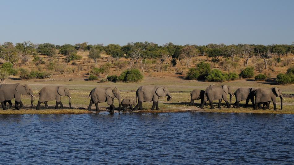 Elephant Africa River