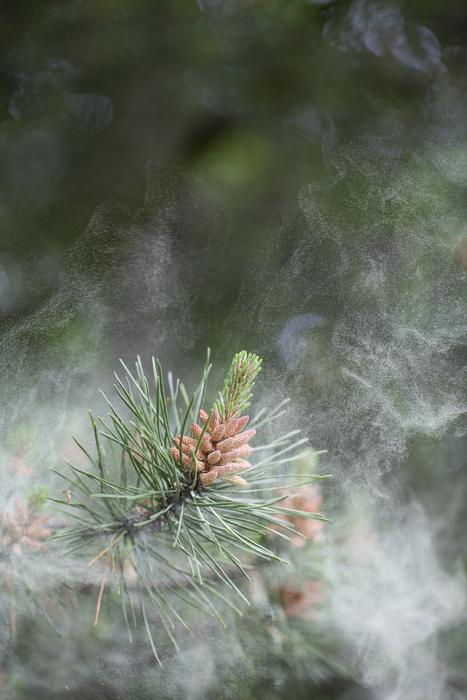 prickly tree branch in the garden