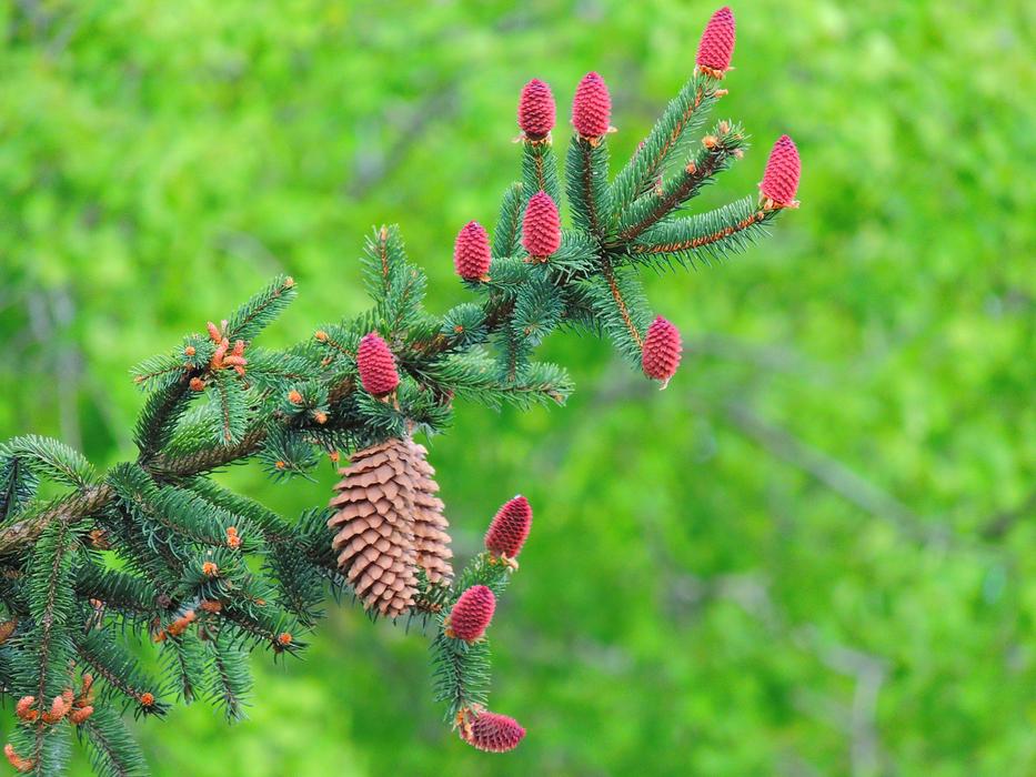 Conifer Brad Con