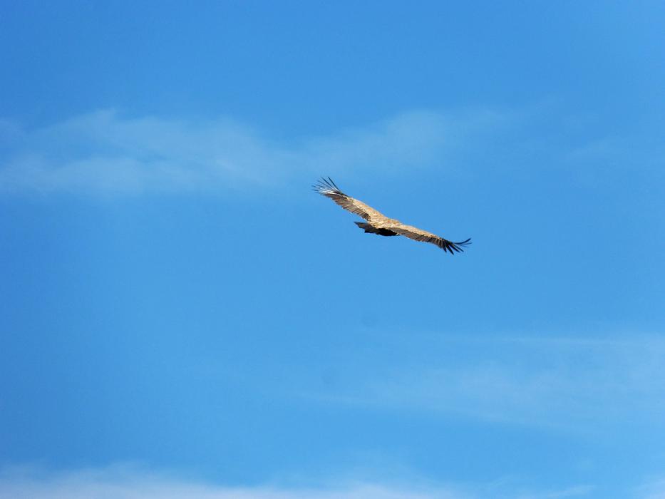 bird flies in the sky