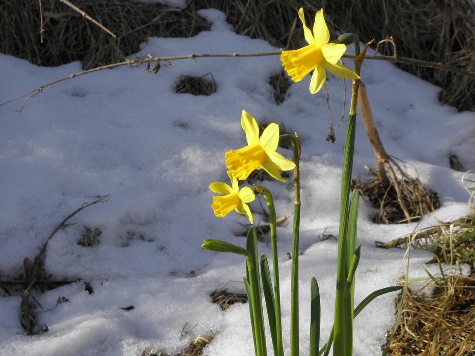 Daffodil Flower Fruhblueher