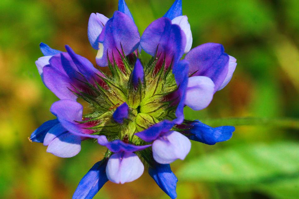 Grass Flower Wild