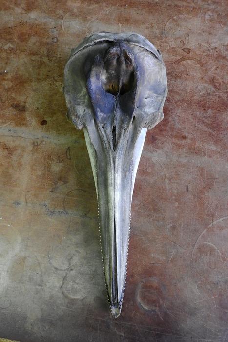 Skull Dolphin