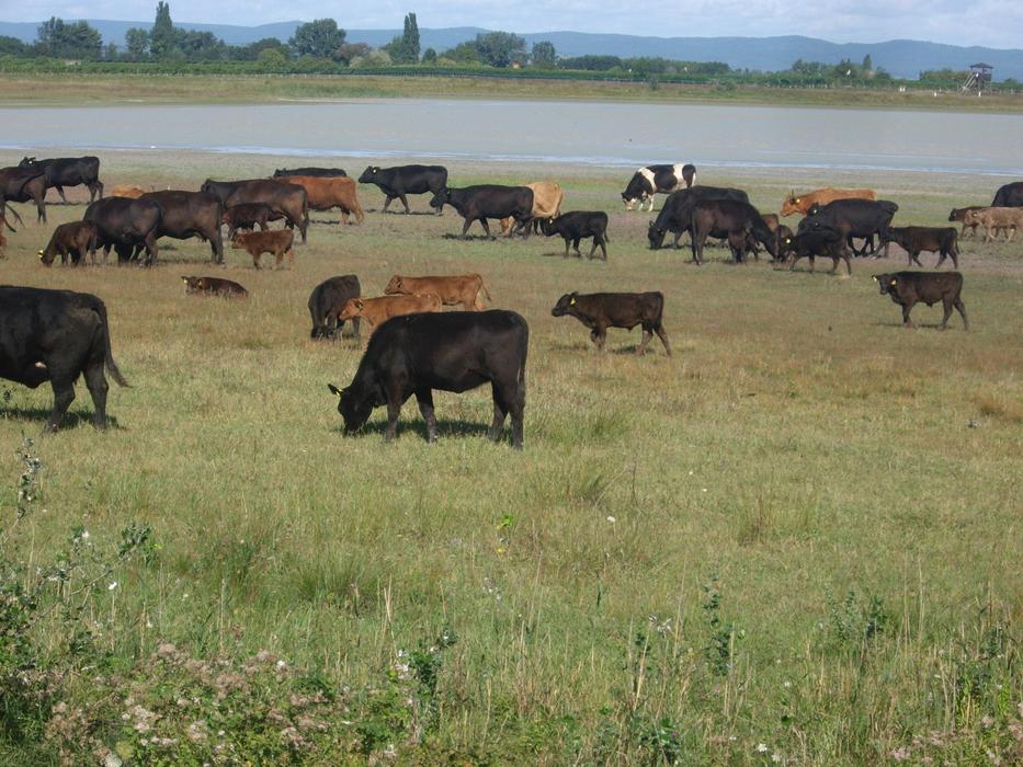cows walk in the garden