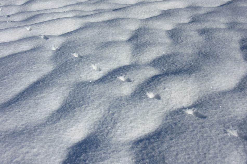 Trace Snow Hare Track free image download