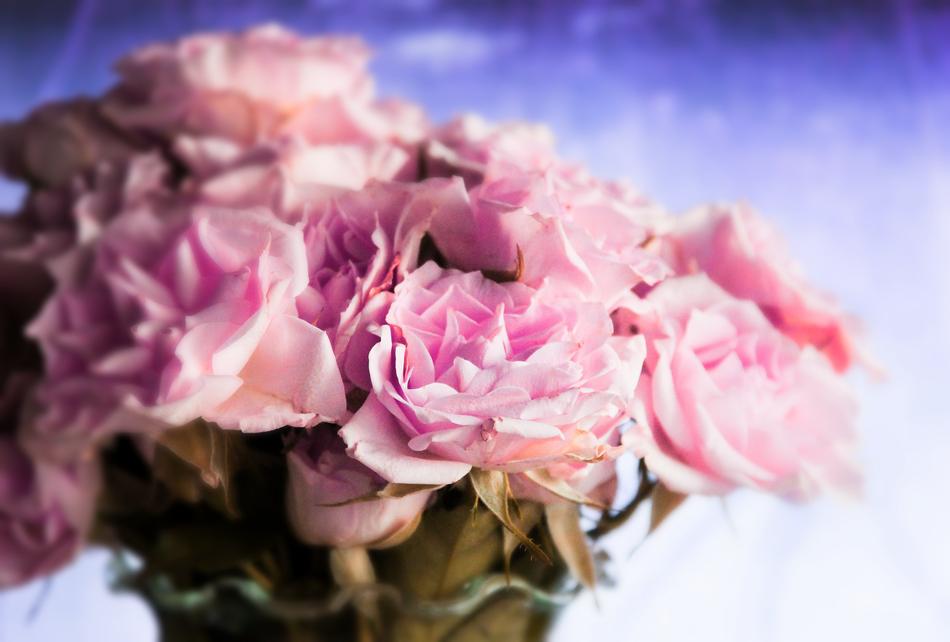 Rose Flower Pink