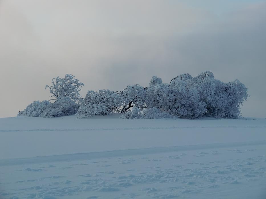 winter trees in the field in the snow