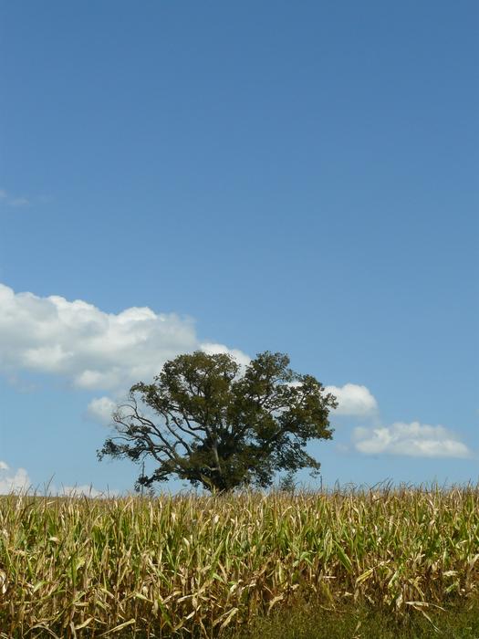 tree in a summer field