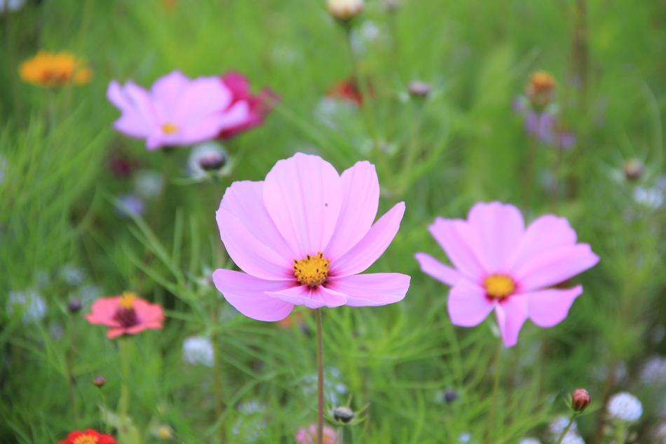 Flowers Pink Kosmee
