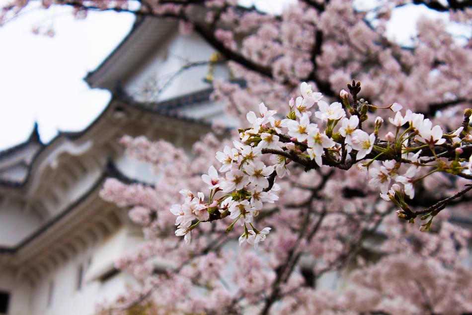 Japan Castle Fortress