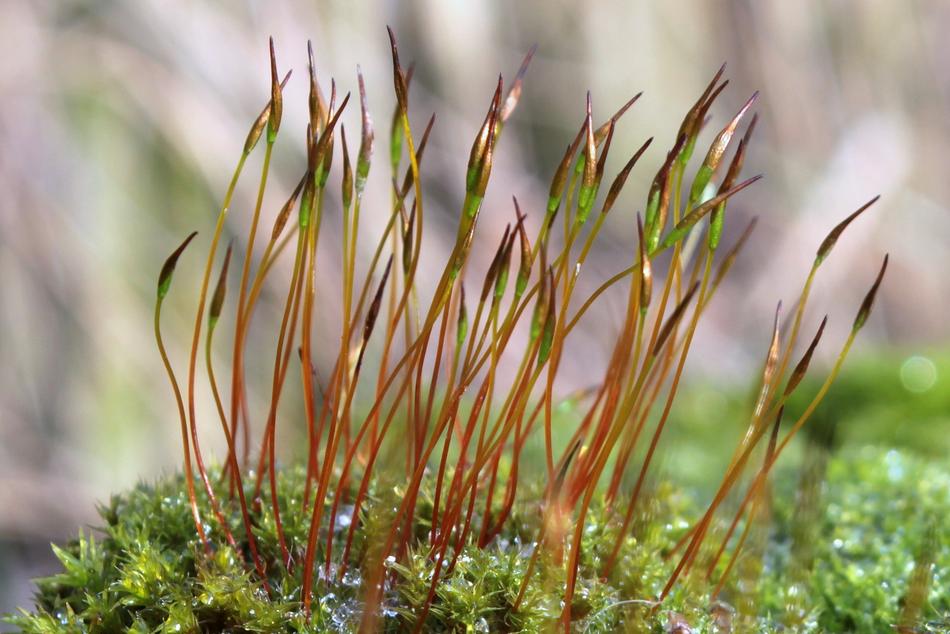 growing moss in nature
