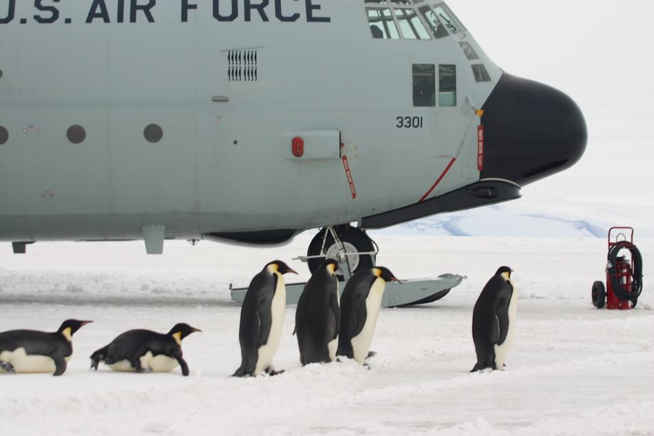 penguins near the plane