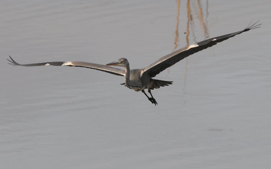 Flight Glide