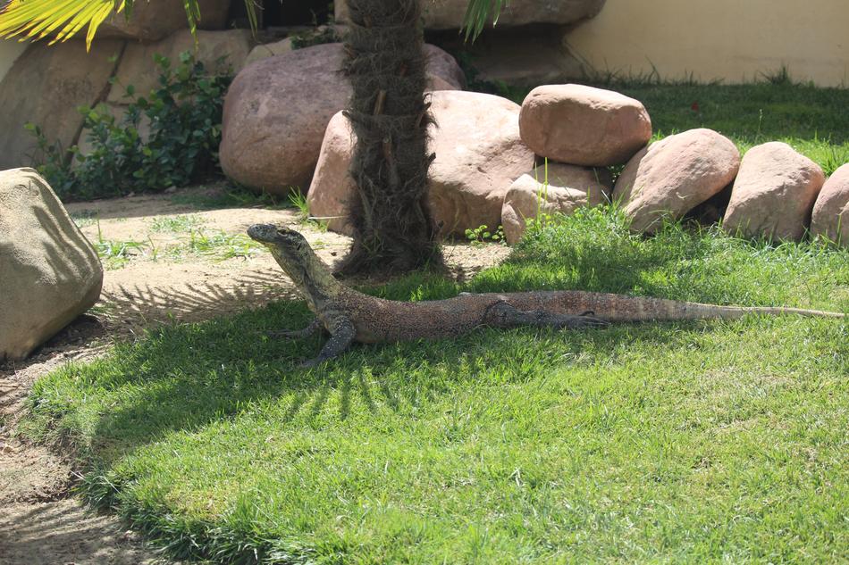 Dragon Comfortable