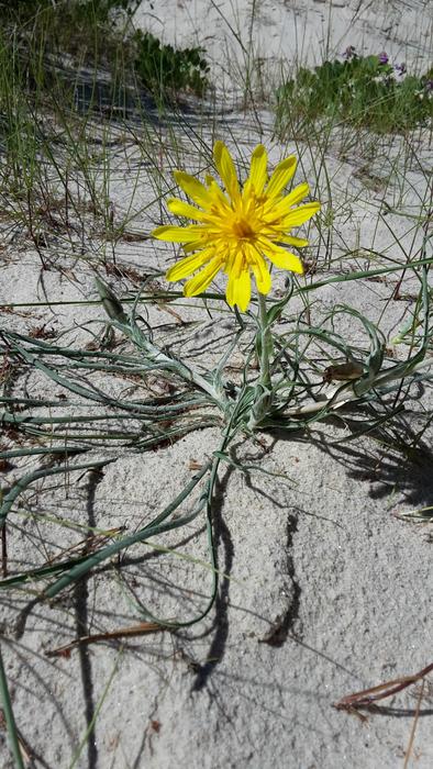 Flower Sand White