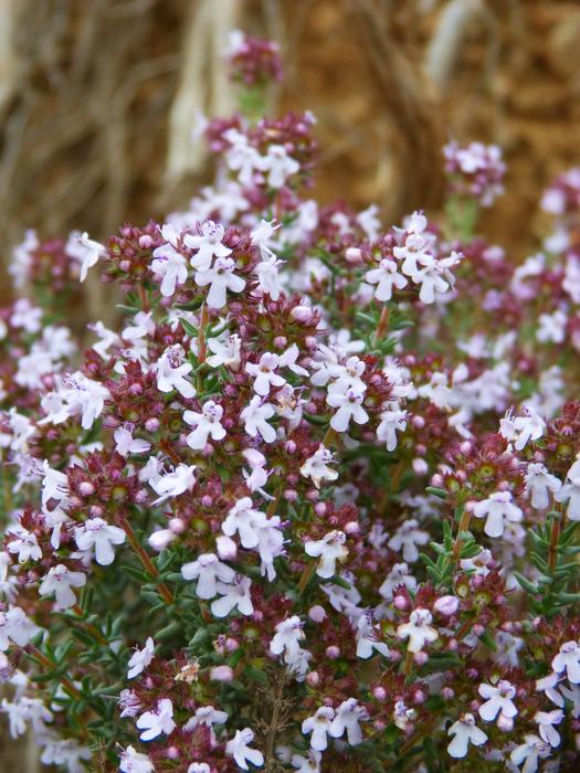 Spring blooming bush with flowers