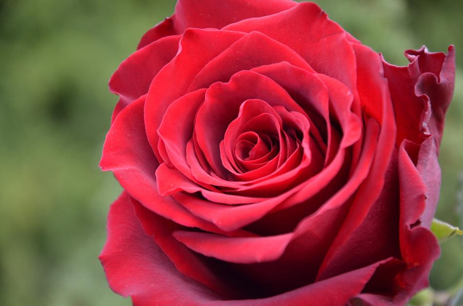 unfolded red rosebud