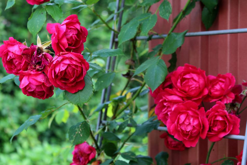 Roses Pink Blossom